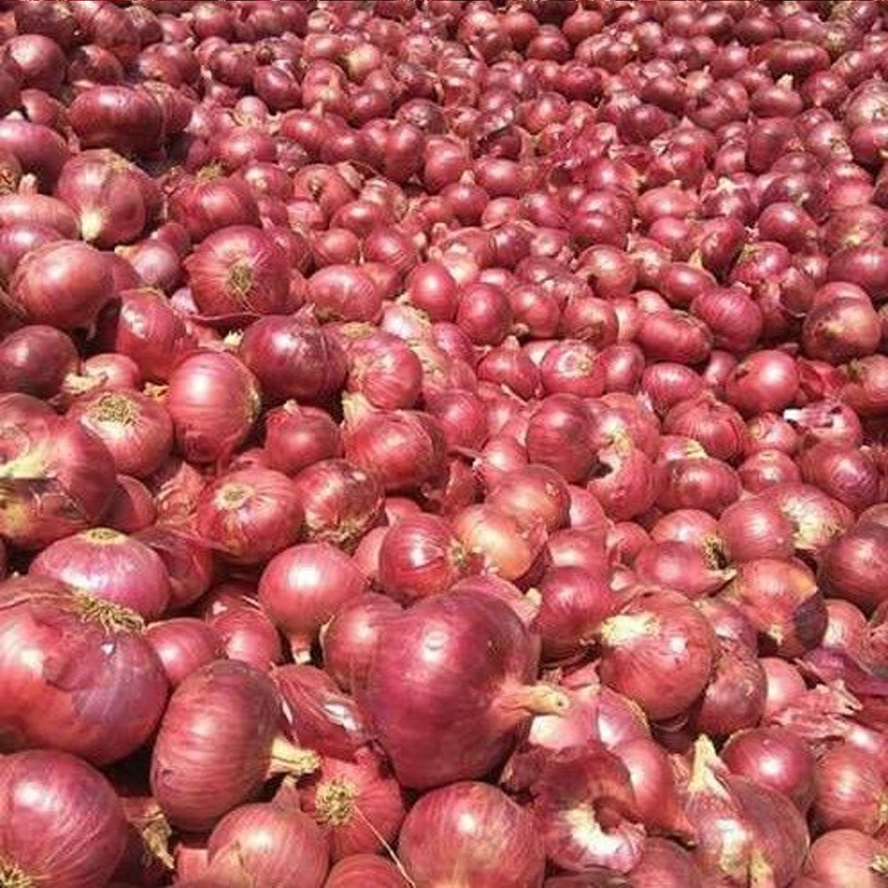 Onions